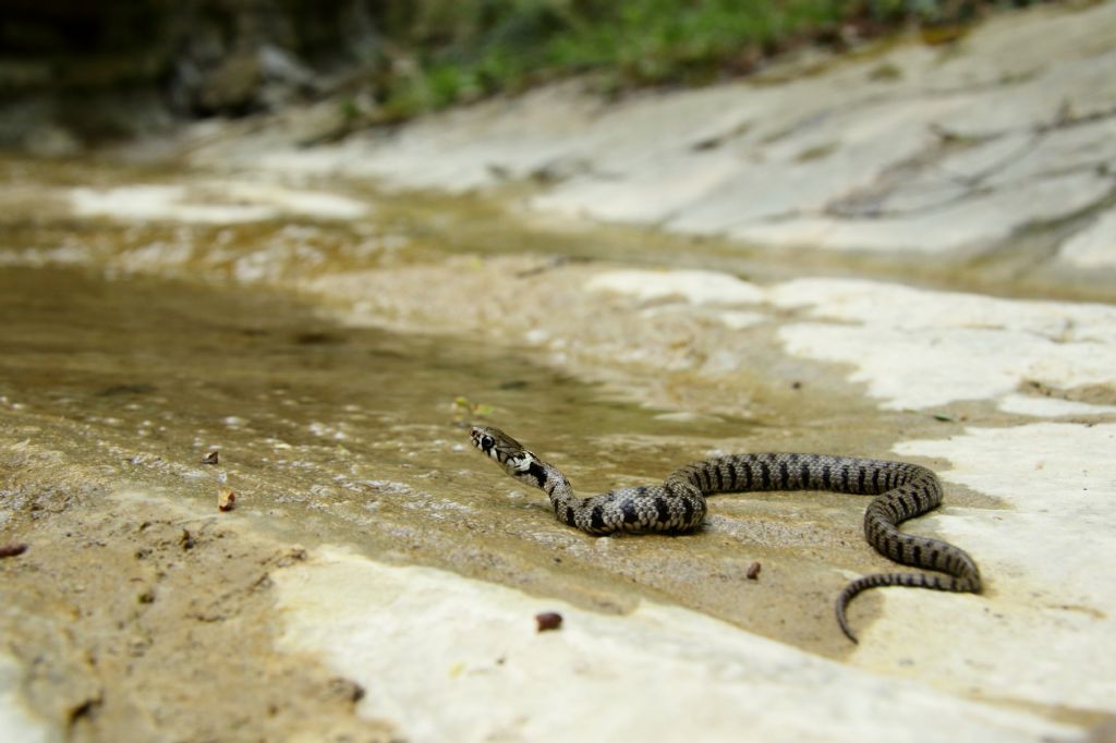 Il risveglio dell''erpetofauna (FC)